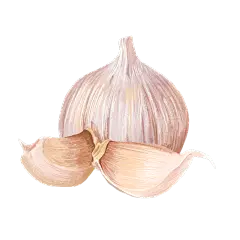 手绘调味品贴纸-蒜