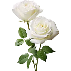 植物实景白色玫瑰元素素材