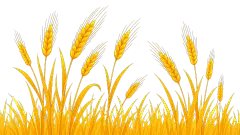 植物系列插画感金黄麦穗元素