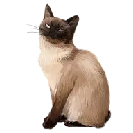 手绘-写实风动物元素贴纸-猫4