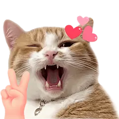小红书meme搞怪爆款封面动物猫咪贴纸