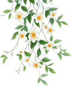 植物系列插画风花朵+花枝下垂元素