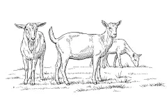 常规系列-动物系列插画风农场小羊线稿