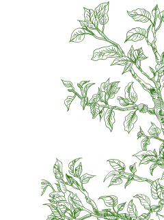 植物系列插画风茶树线描边框元素