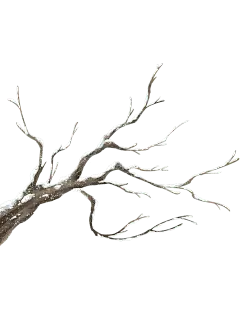 冬天插画雪景树枝元素