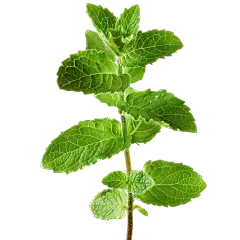 饮品系列写实感一枝薄荷元素