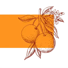 常规内容-果蔬系列手绘风肌理感线条橙子插画元素