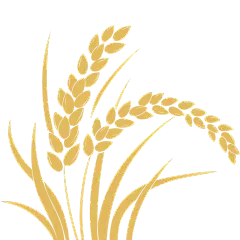 植物系列手绘风完整麦穗元素