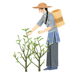 手绘-茶文化制茶过程