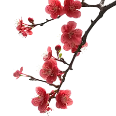 红色梅花