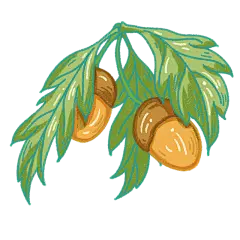 手绘-感恩节节日元素贴纸-松果