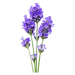 植物系列写实感一株薰衣草元素