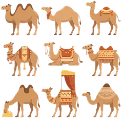 常规内容-动物系列卡通骆驼插画元素组合