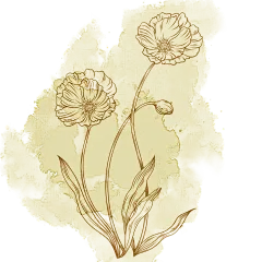 黄色水彩线稿花卉元素