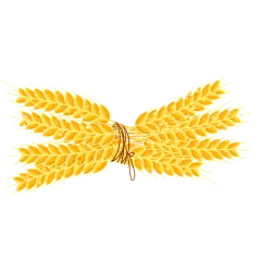 丰收麦穗打结插画元素
