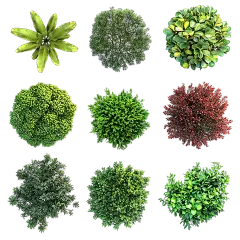 常规内容-植物系列写实感绿化植物元素组合