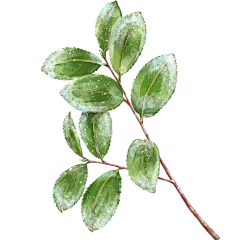 传统节气霜降结霜植物柿子元素
