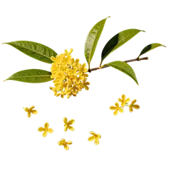 植物系列写实感桂花元素