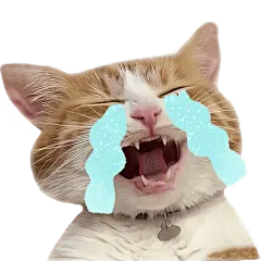 小红书meme搞怪爆款封面动物猫咪贴纸