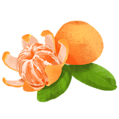 手绘-秋天元素-橘子