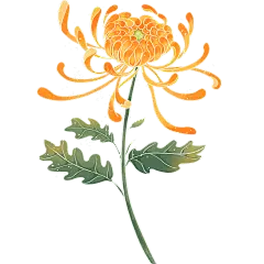 重阳节肌理感插画菊花元素