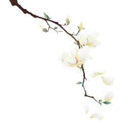 植物系列手绘白色花朵树叶树枝元素