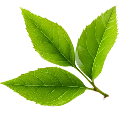 通用绿色树叶植物叶子元素贴纸