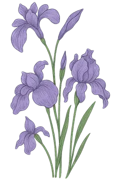 植物系列紫色鸾尾花插画元素（td）