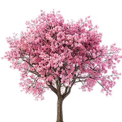 植物实景粉色单棵樱花树元素素材
