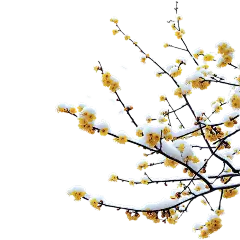 冬季节气积雪腊梅元素