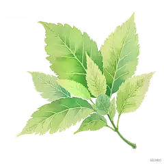 饮品系列插画感清新绿色叶子元素