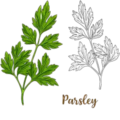 常规系列-植物系列欧芹元素插画组合