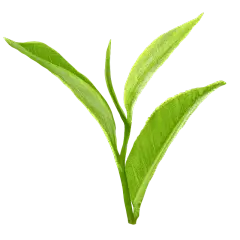 茶行业主题元素