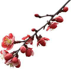 红色梅花花朵