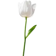 植物通用白色实景郁金香花朵元素素材