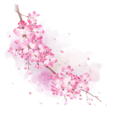 手绘粉色水彩樱花花朵插画元素5