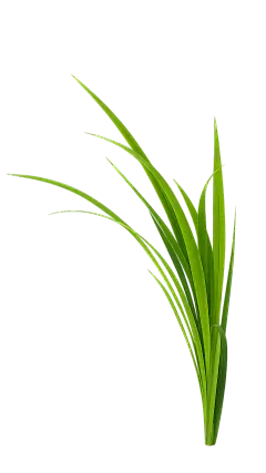 常规内容-植物系列写实草坪草元素
