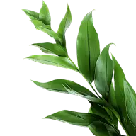 绿色植物叶子树叶装饰元素