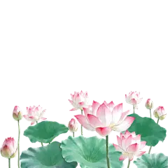 植物系列插画风大片睡莲元素