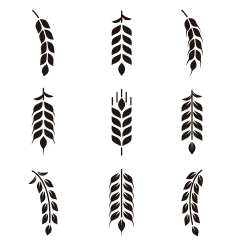 植物系列简约风矢量黑色小麦图标元素组合