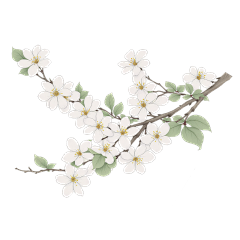植物系列古风工笔画茉莉花插画