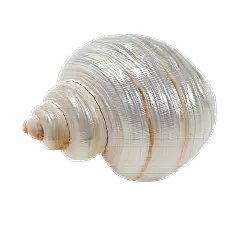 装饰系列写实感白色海螺元素