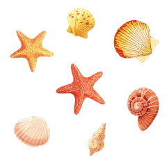 装饰系列插画感彩色贝壳类组合元素