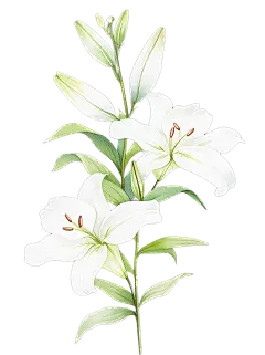 植物系列清新感插画风百合花元素