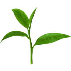 植物绿叶茶叶元素素材