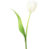 植物通用白色实景郁金香花朵元素素材