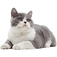 写实蓝猫蓝白贴纸动物系列