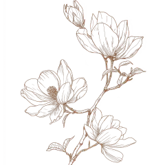 植物系列手绘风玉兰花线稿
